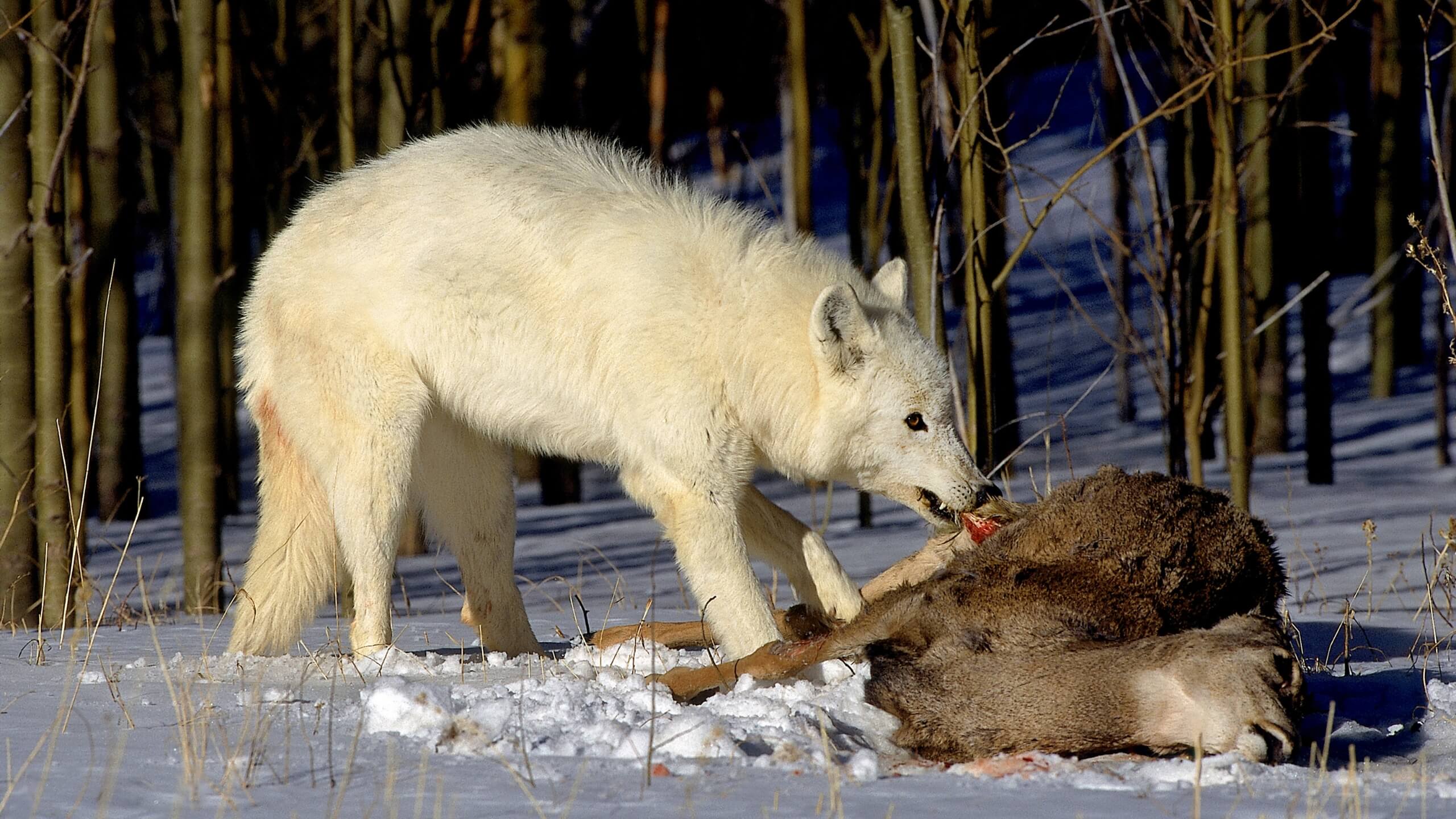 Arctic wolf eating a deer
