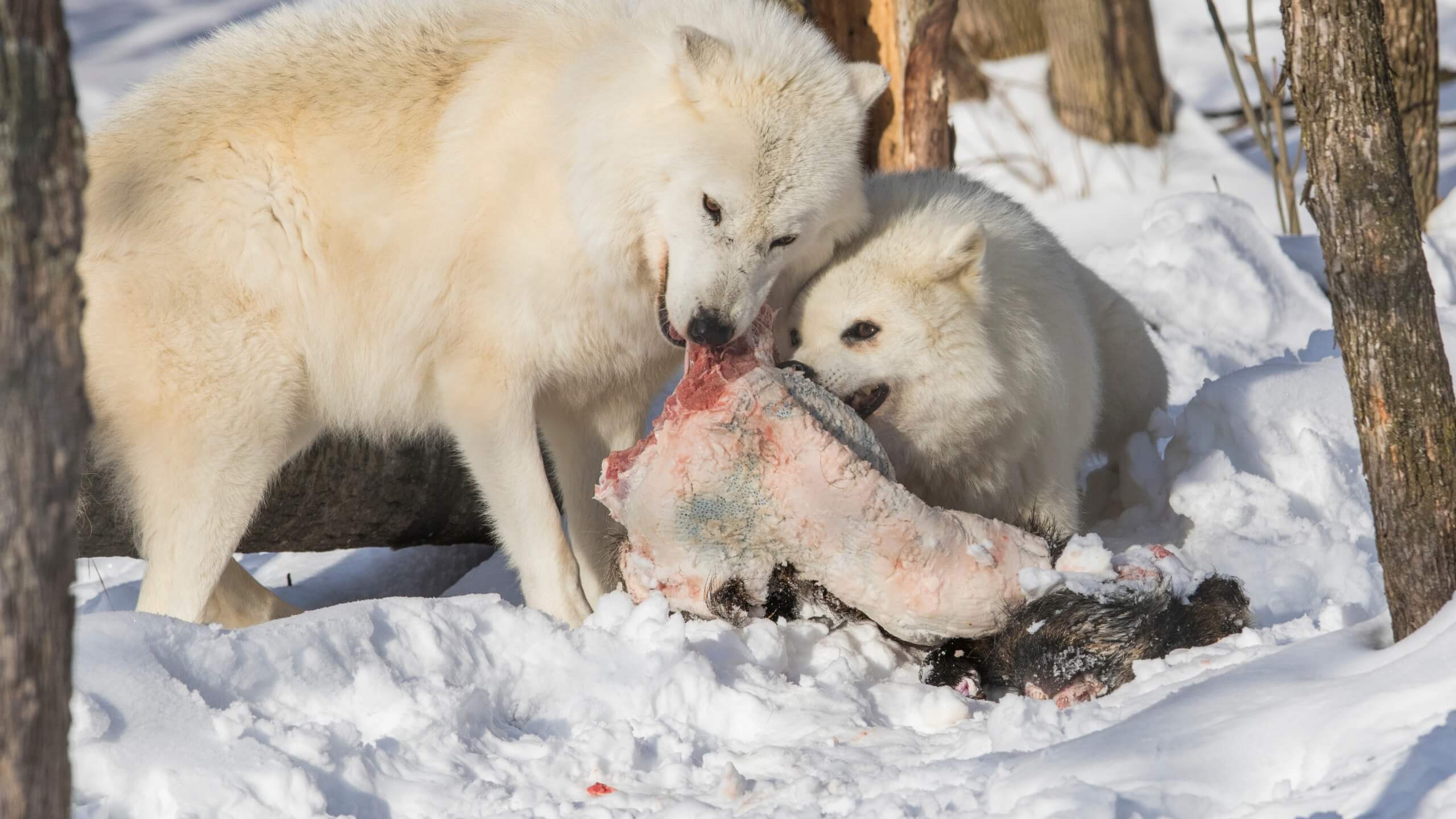 Arctic wolves sharing food