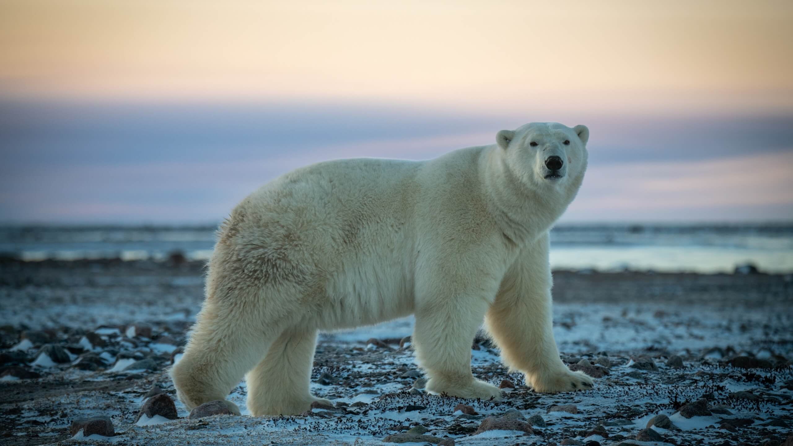 Polar Bear Featured Image