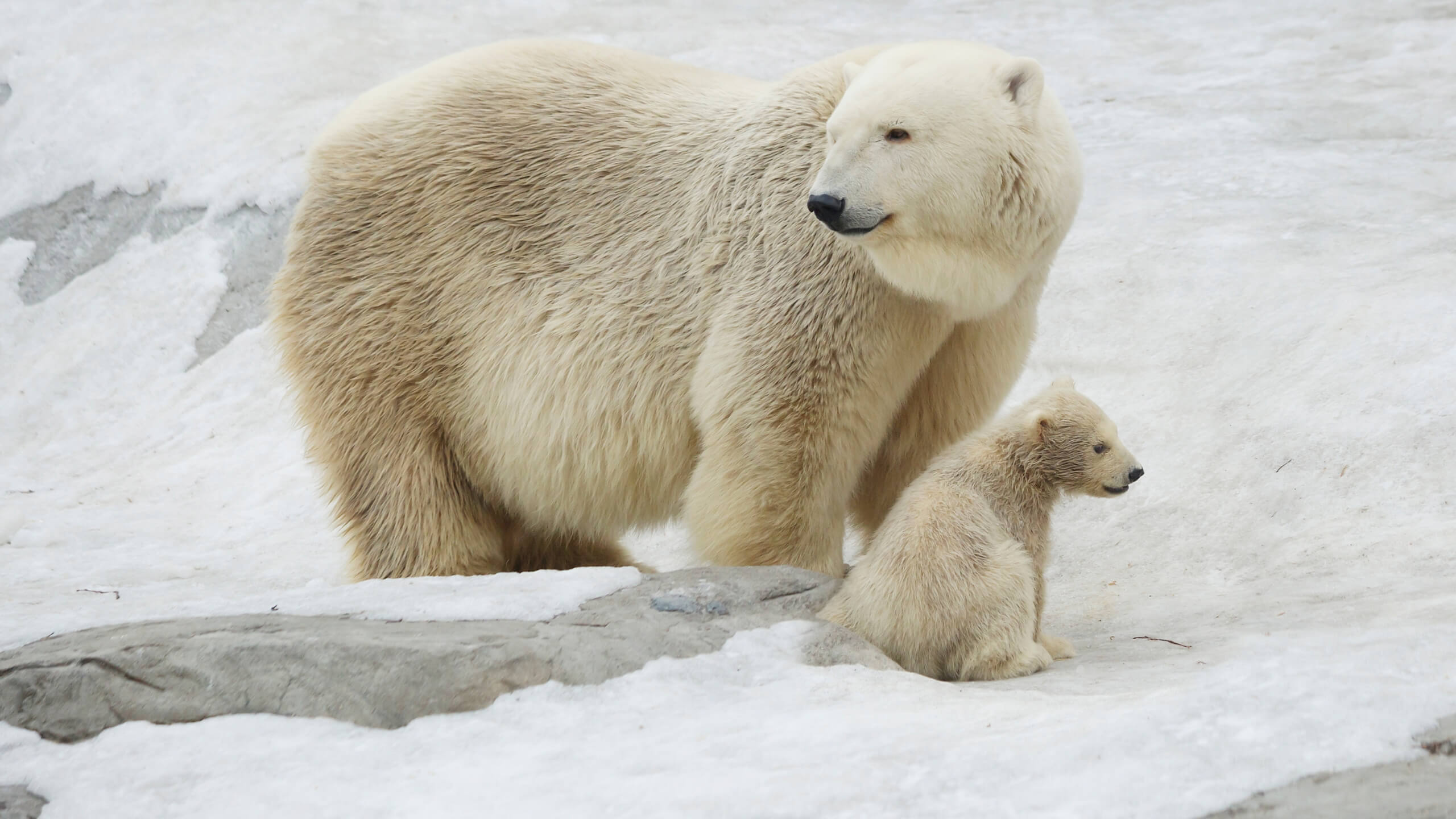 Polar bear compared to its cubs