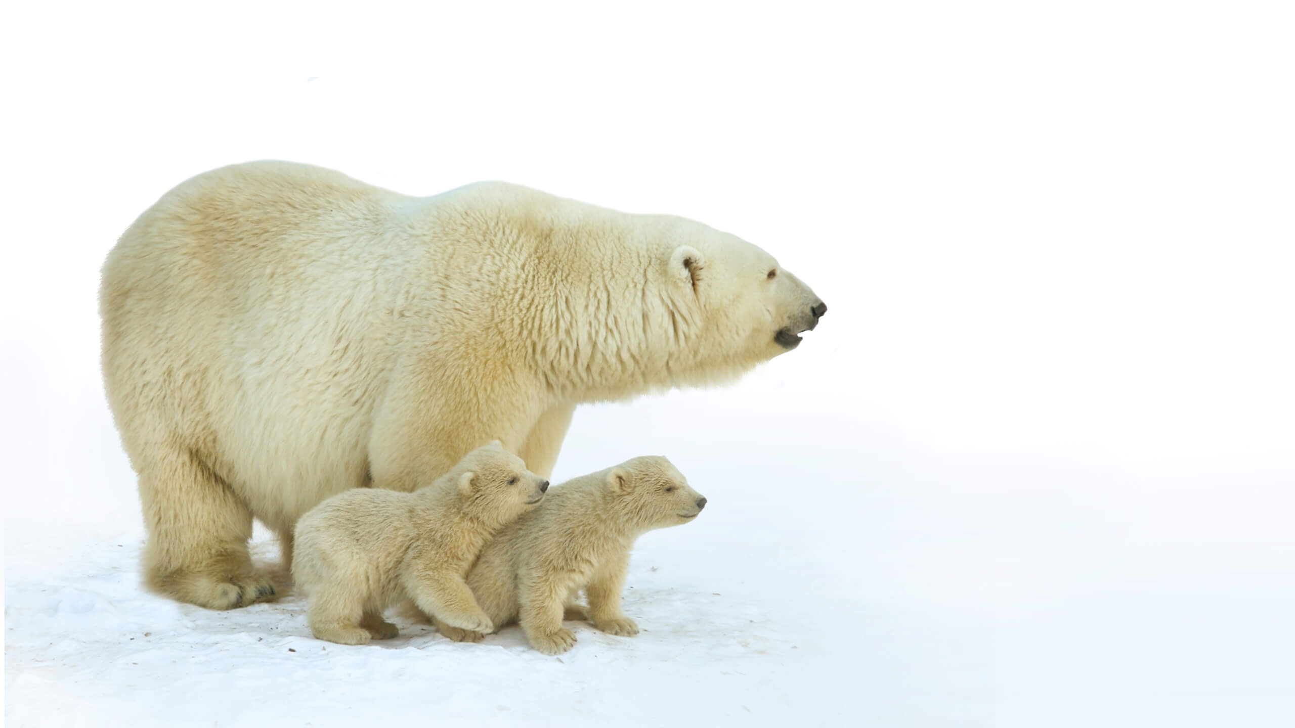 Polar bear size comparison to its cubs