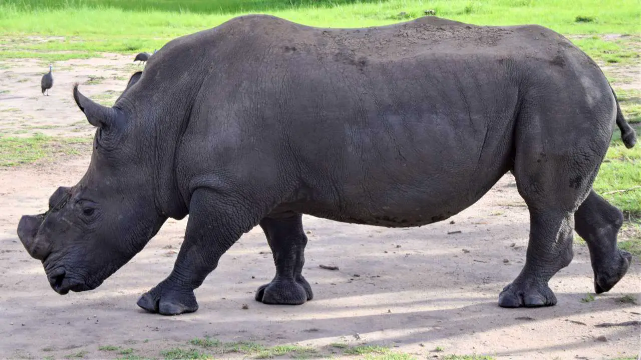 Regrowth Of Rhino Horns