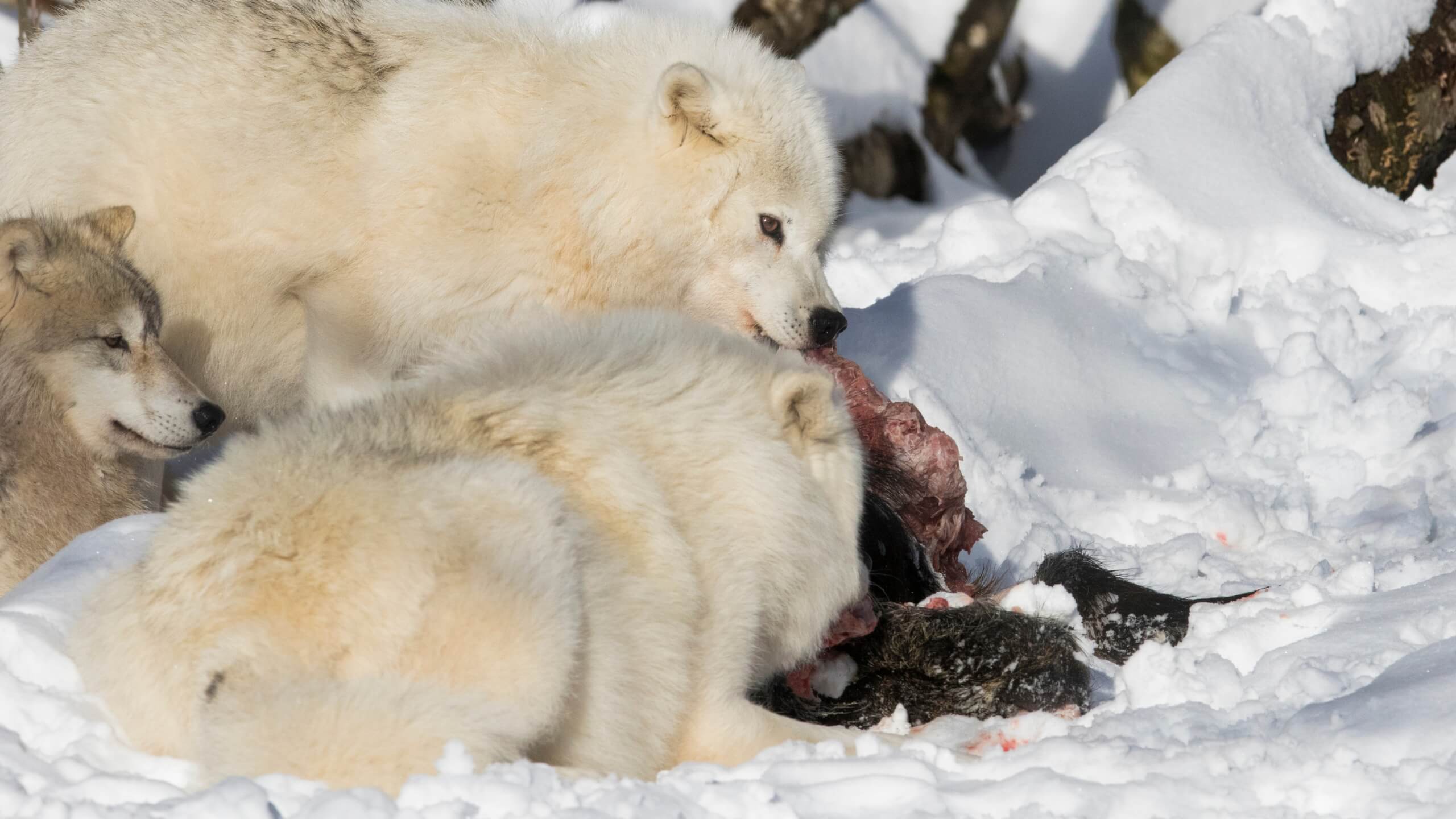 arctic wolf cubs eating