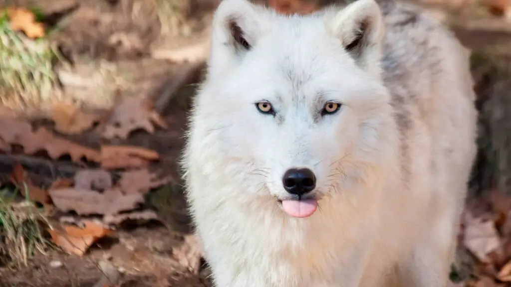 What Do Arctic Wolves Eat? - SciQuest