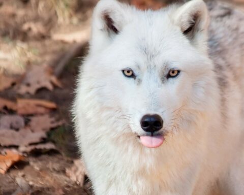 arctic wolf diet featured image