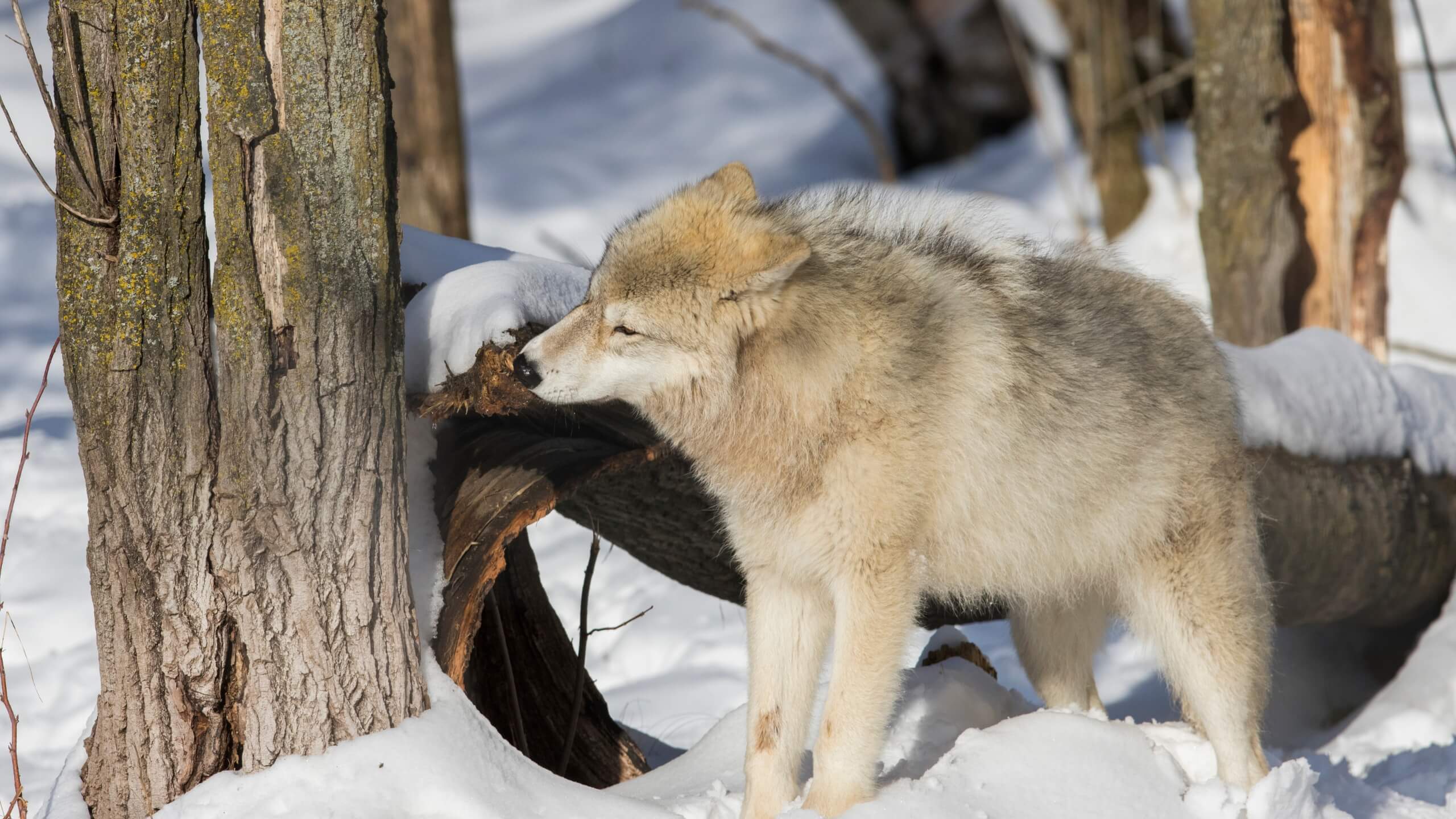 arctic wolf eating