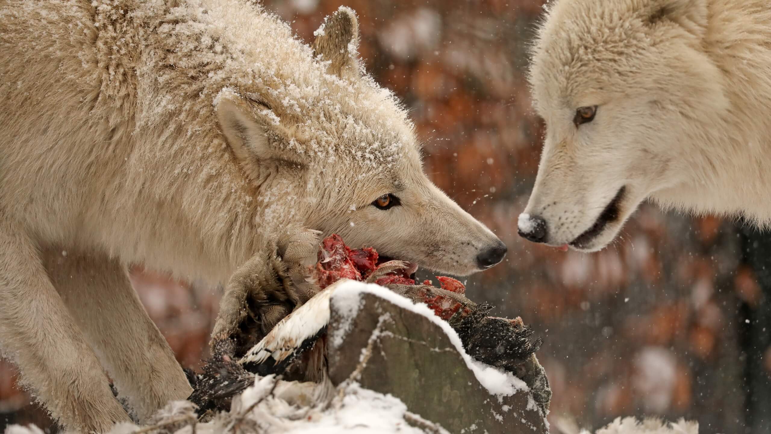 arctic wolves eating in captivity
