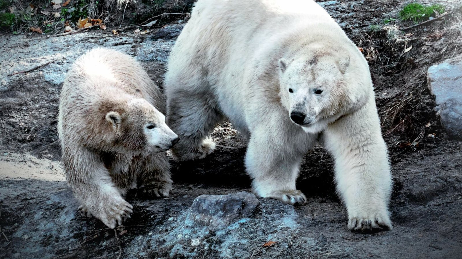 The Ultimate Polar Bear Size Guide Pictures Facts - gllsni1