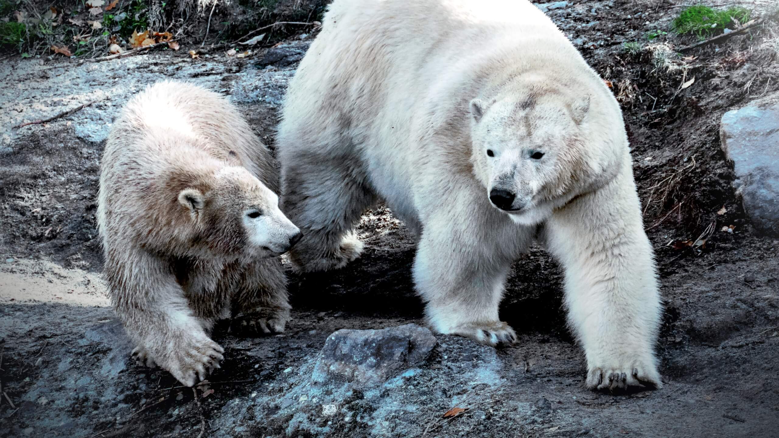 polar bear and cub in mud