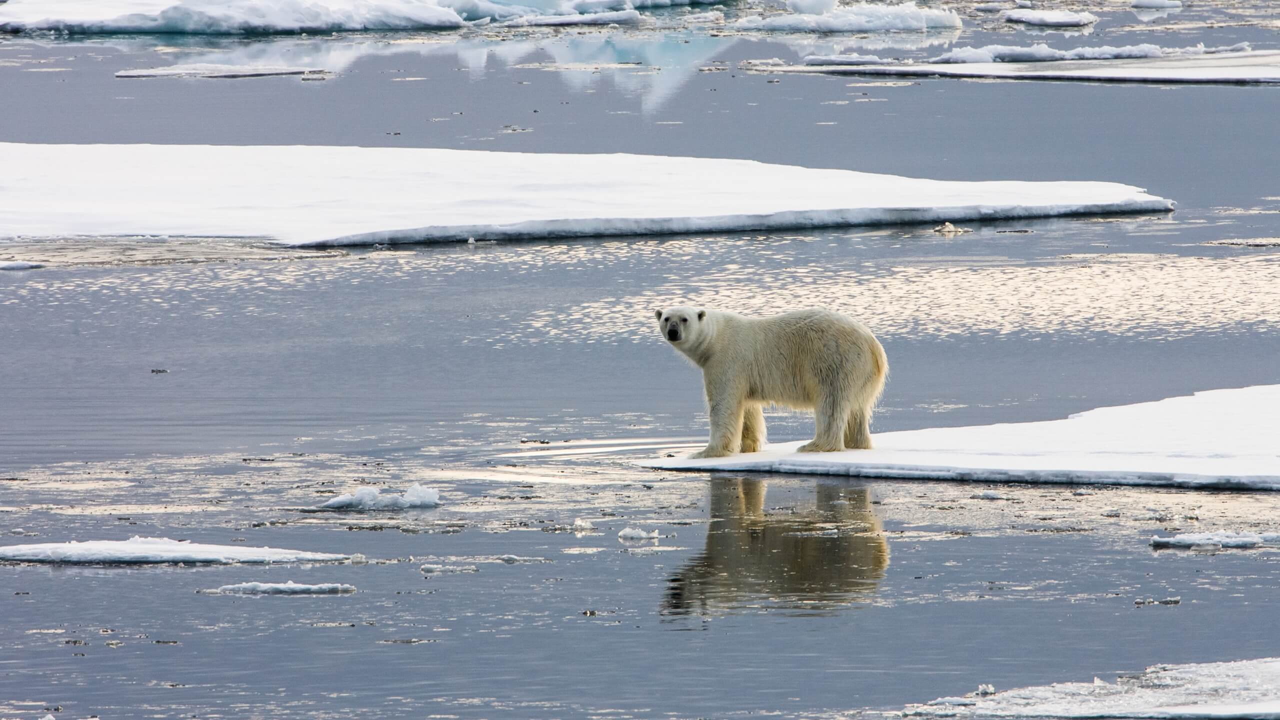 polar bear on molten ice