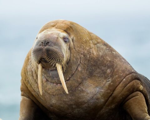 what-do-walruses-eat-01