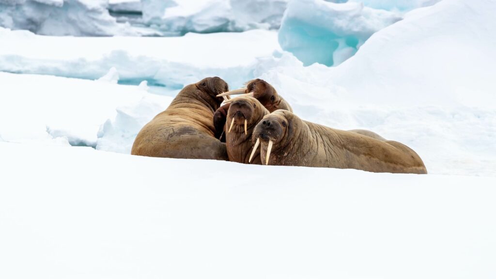 What Do Walruses Eat - Walrus's Diet Facts? - SciQuest