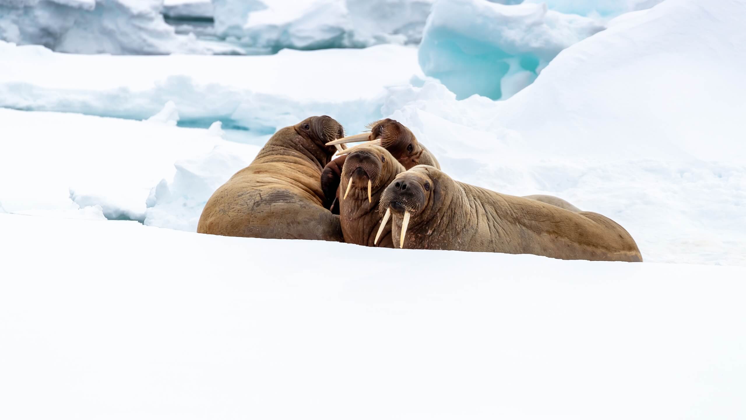 what-do-walruses-eat-03