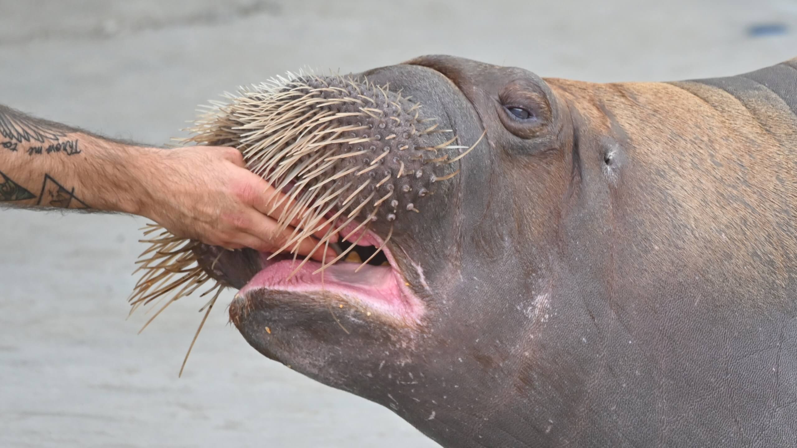 walrus fed by hand