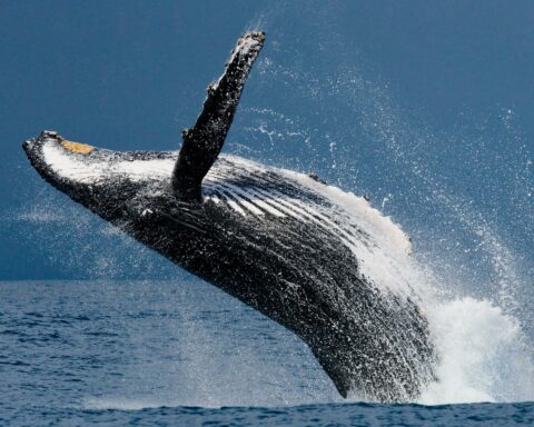 What do humpback whales eat featured image hd