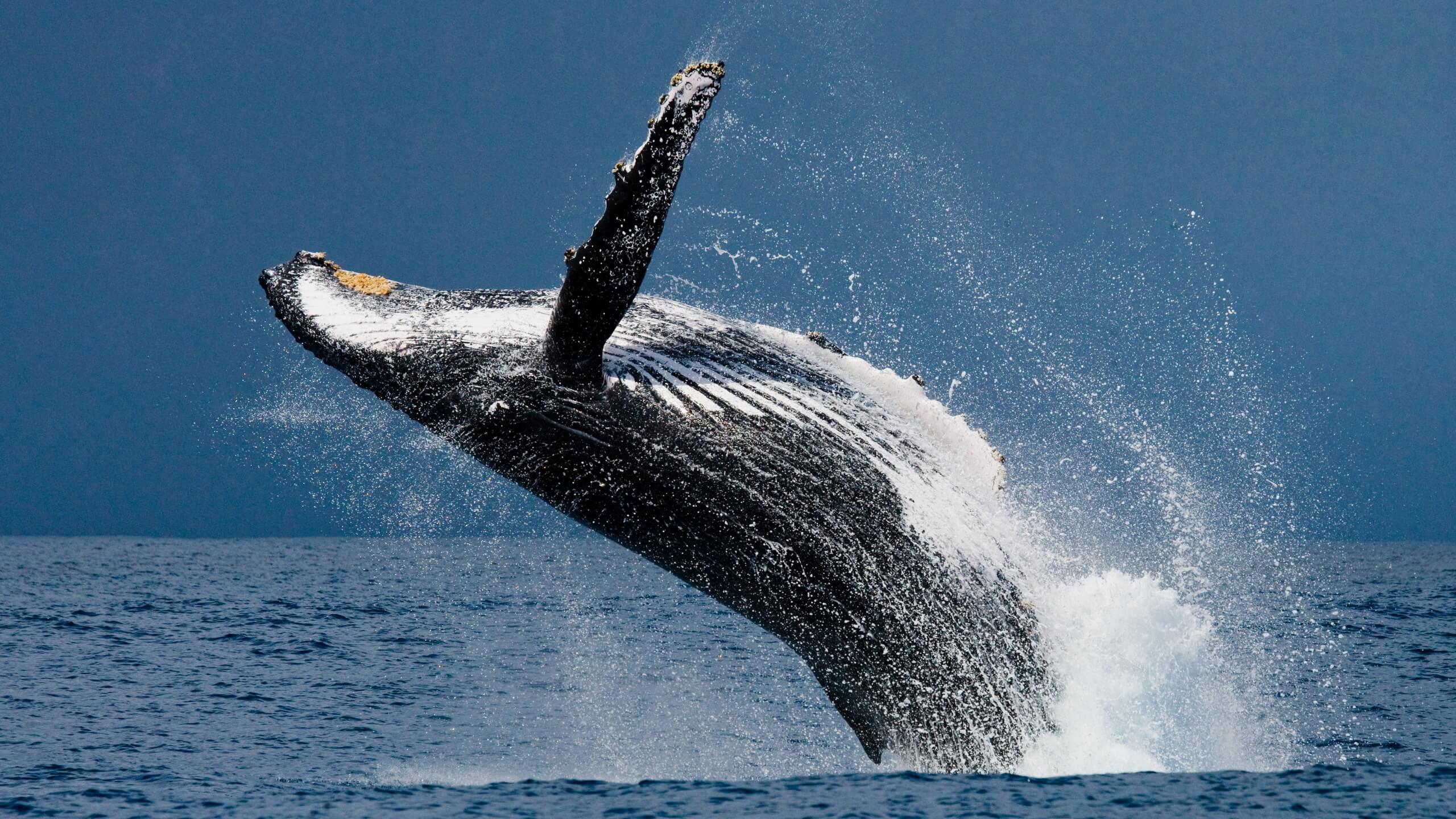 What do humpback whales eat featured image hd