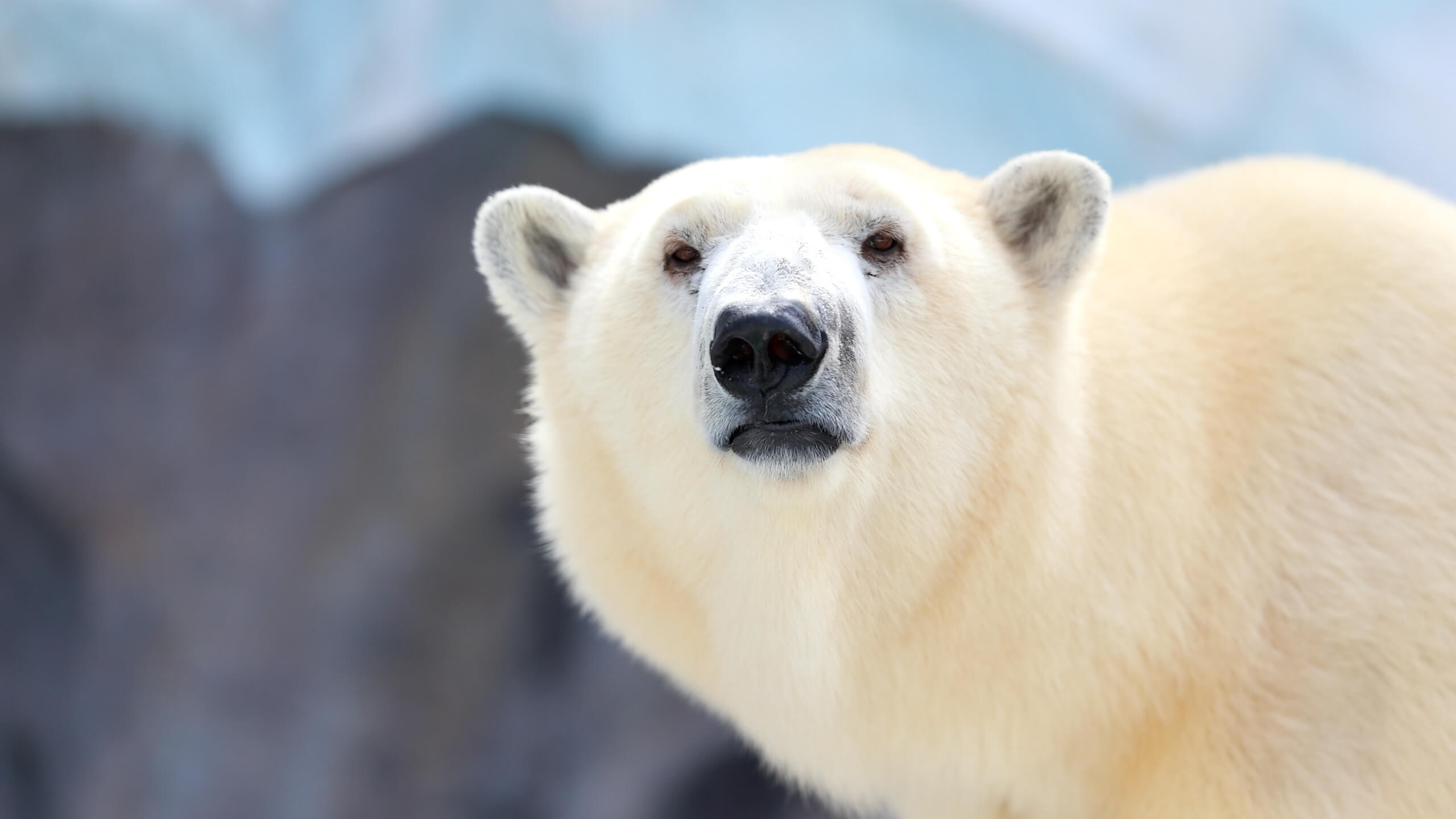 polar bear skin facts featured image-2