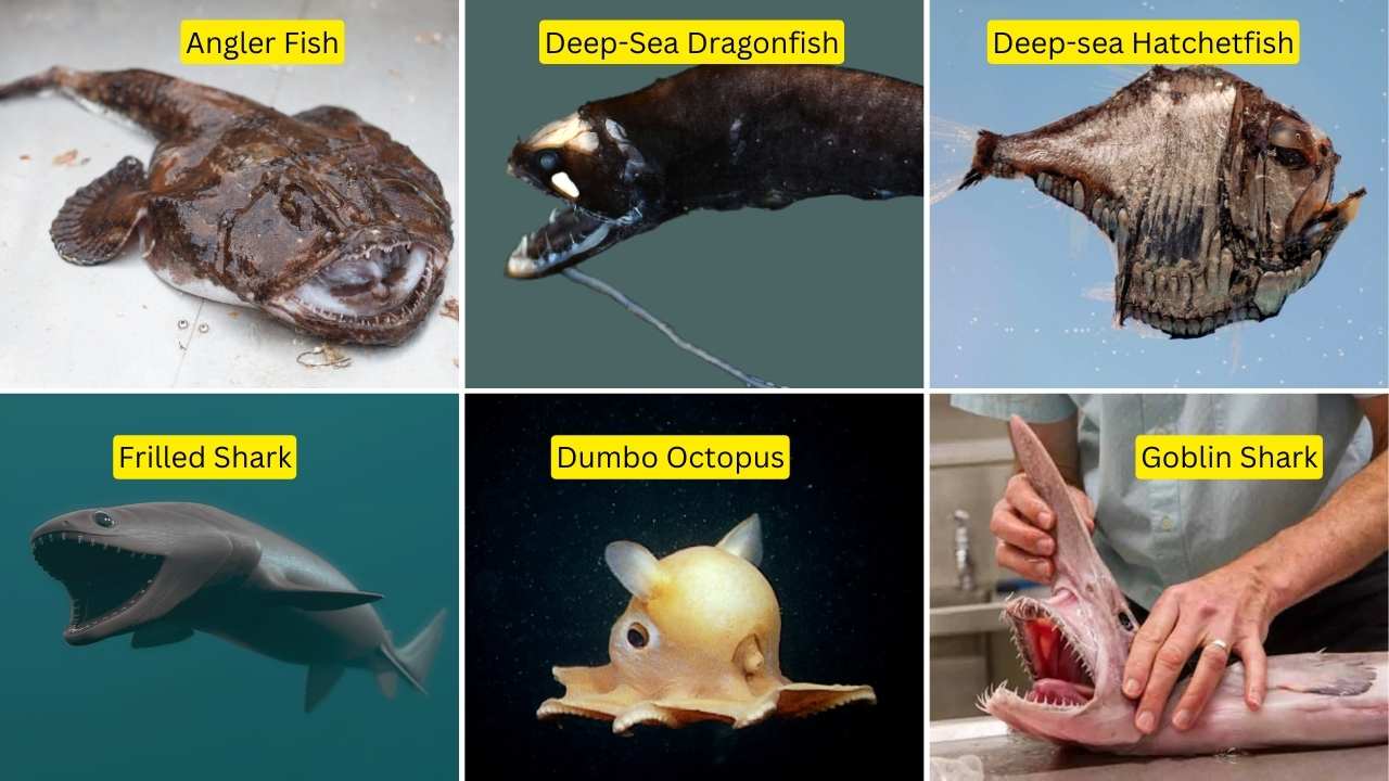 Animals Live In The Mariana Trench