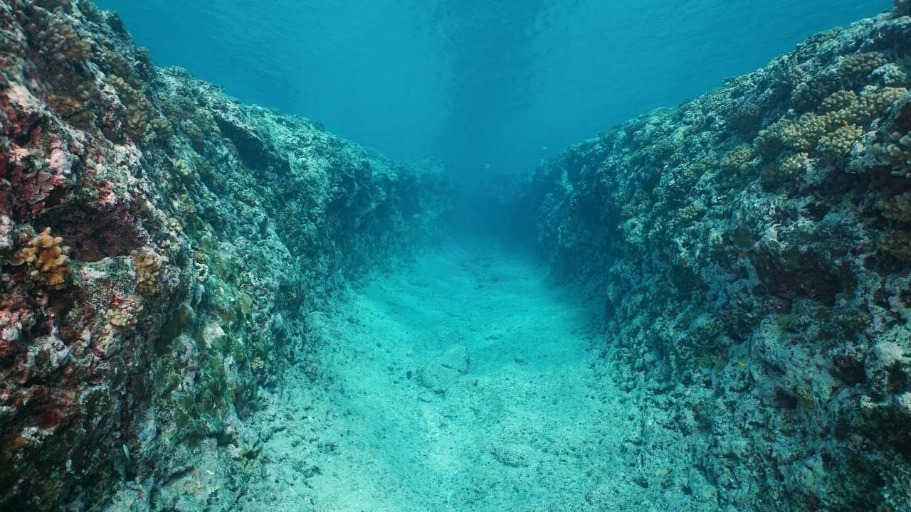 What Lives In Mariana Trench?