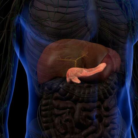Pancreas.