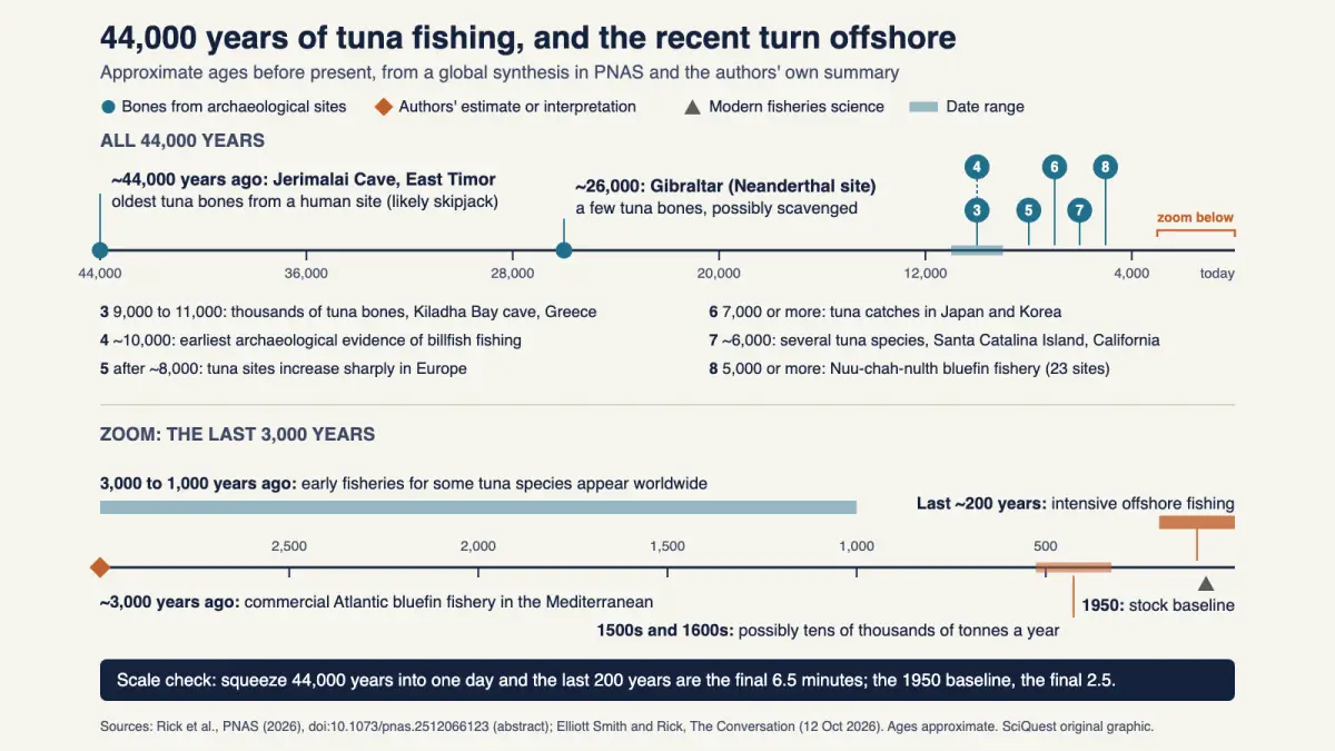 Timeline of tuna and billfish fishing from the oldest tuna bones in East Timor about 44,000 years ago to intensive offshore fishing in the last 200 years