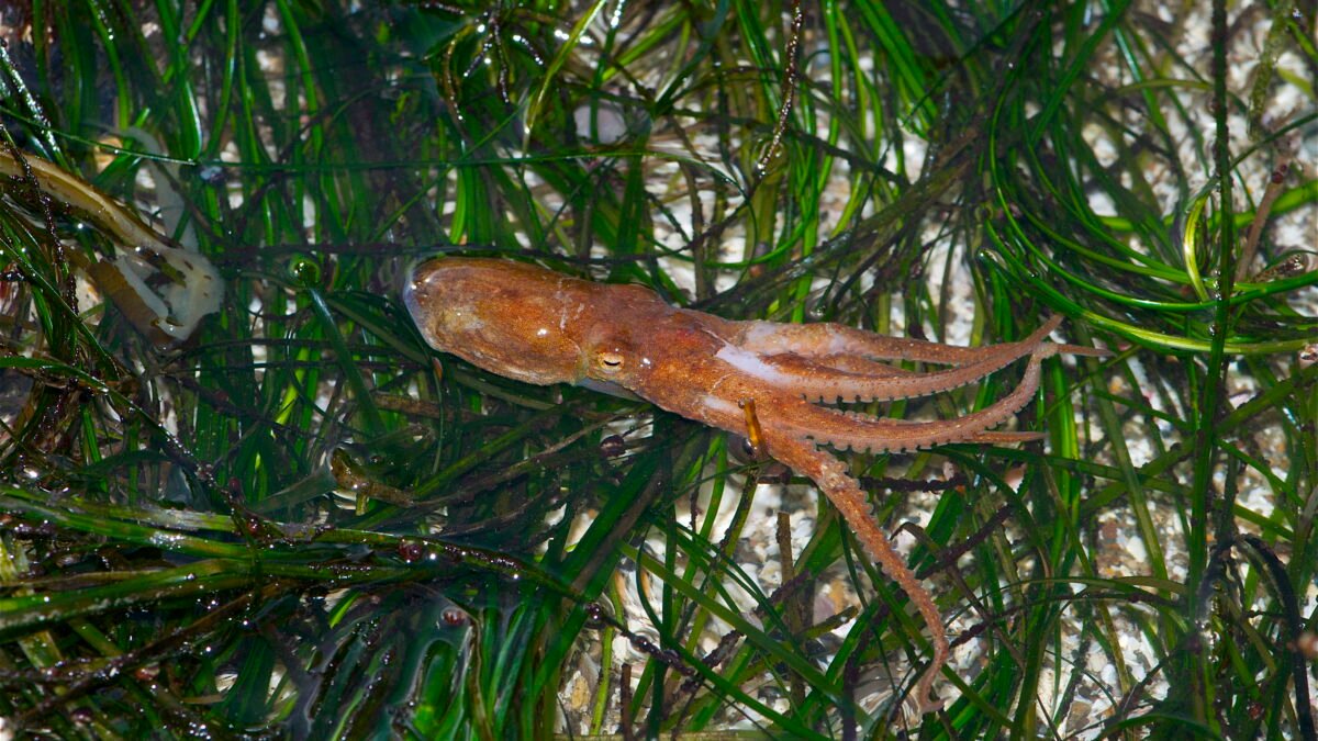 A California two-spot octopus, one of the three cephalopod species in the study, resting among green seagrass