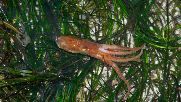 A California two-spot octopus, one of the three cephalopod species in the study, resting among green seagrass