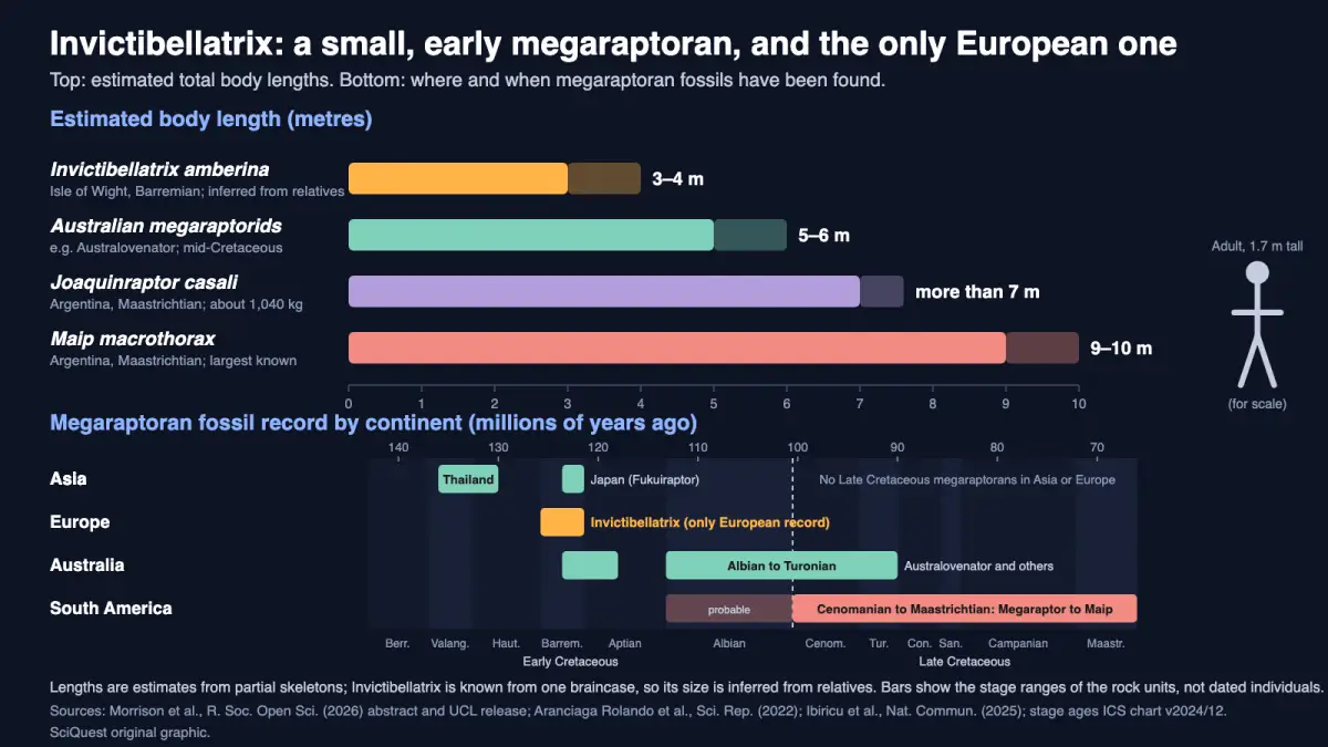 Chart: estimated body lengths of Invictibellatrix (3 to 4 m), Australian megaraptorids (5 to 6 m), Joaquinraptor (over 7 m) and Maip (9 to 10 m) beside a 1.7 m human, and the megaraptoran fossil record by continent across the Cretaceous, with Invictibellatrix as the only European record