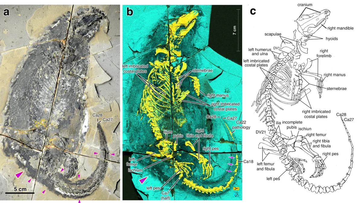 Fossil skeleton of Megacauda sungei shown three ways: a photograph of the dark skeleton and broad tail on a rock slab, an X-ray fluorescence image with the bones in yellow, and a labelled line drawing of the skull, hyoids, ribs, limbs and tail.