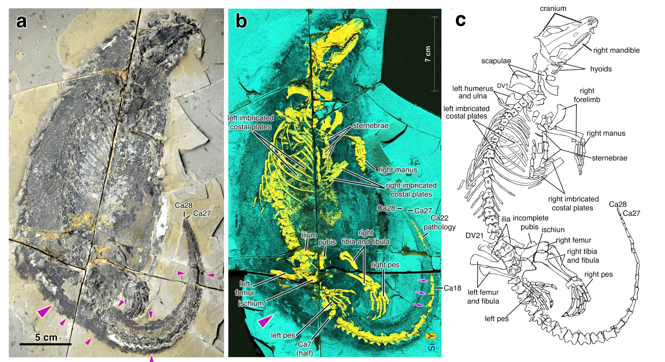 Fossil skeleton of Megacauda sungei shown three ways: a photograph of the dark skeleton and broad tail on a rock slab, an X-ray fluorescence image with the bones in yellow, and a labelled line drawing of the skull, hyoids, ribs, limbs and tail.