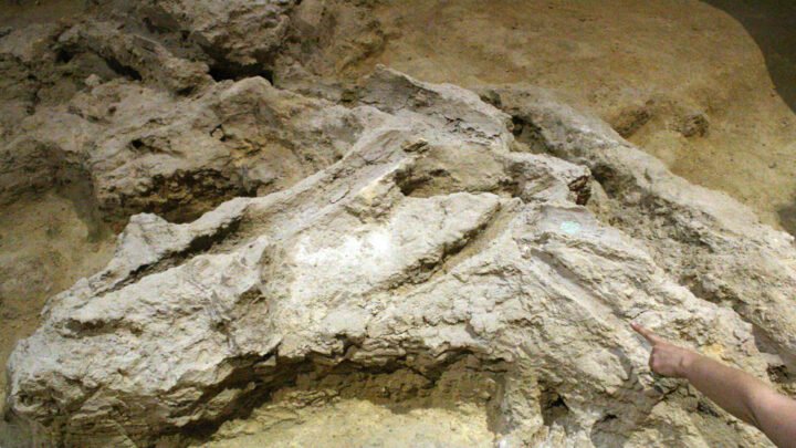 Pale travertine rock at the Abric Romaní rock shelter in Spain, with hollow moulds left by decayed wood that Neanderthals used, and a person pointing to one