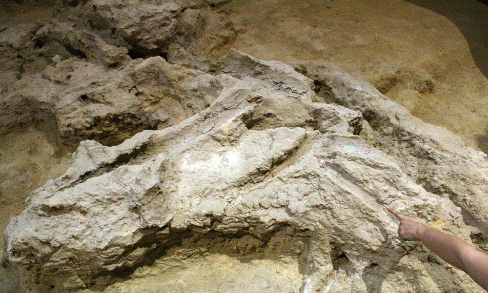 Pale travertine rock at the Abric Romaní rock shelter in Spain, with hollow moulds left by decayed wood that Neanderthals used, and a person pointing to one