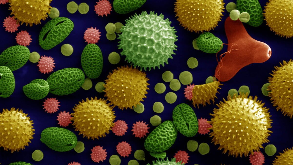Colourised scanning electron microscope image of pollen grains from several plant species, spiky, round and bean-shaped