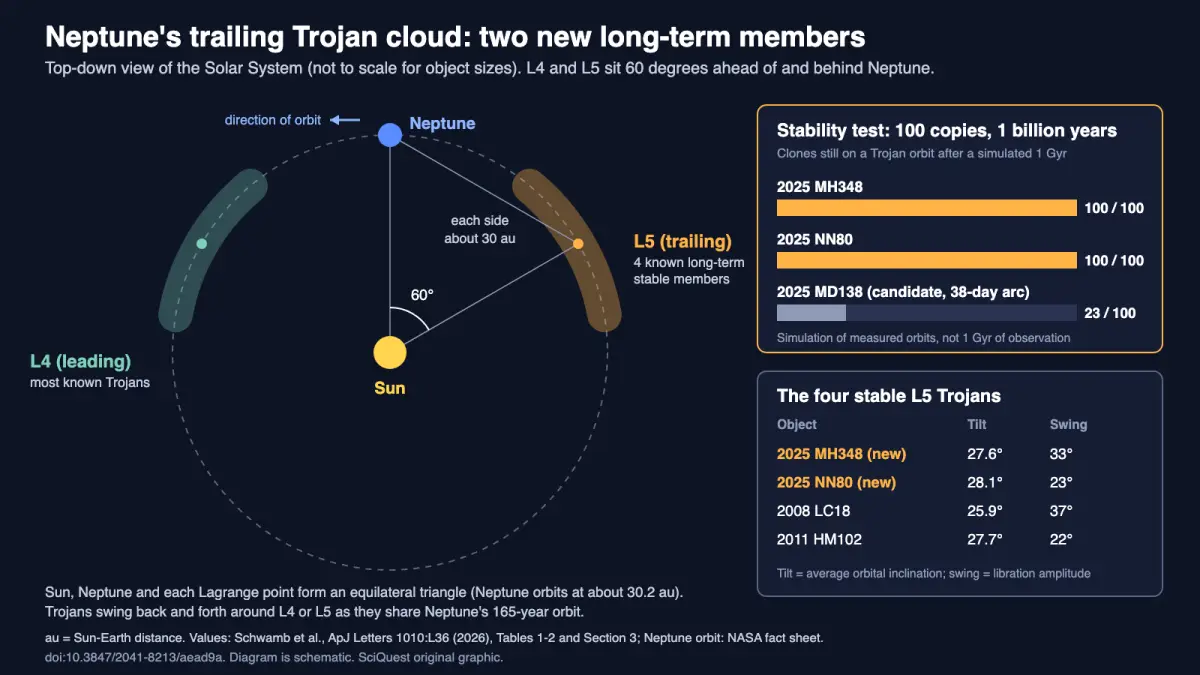 Diagram of Neptune's orbit showing the L4 and L5 Trojan clouds 60 degrees ahead of and behind Neptune, with simulation results showing all 100 copies of 2025 MH348 and 2025 NN80 stable for 1 billion years