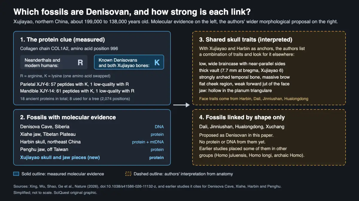Diagram: a lysine at collagen position 996 links two Xujiayao bones to Denisovans; four other Chinese fossils are linked by skull shape only